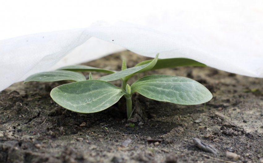 Вирощування розсади в теплиці Вирощування розсади в теплиці