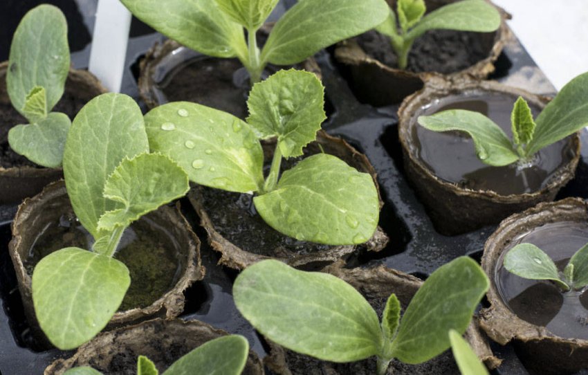 Розсада кабачків Розсада кабачків