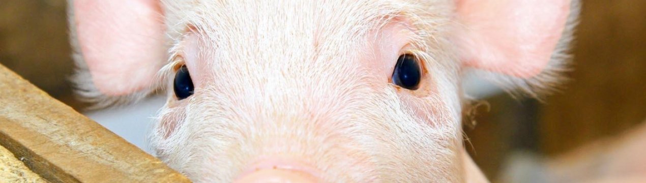 Привид бродить по Європі — привид АЧС