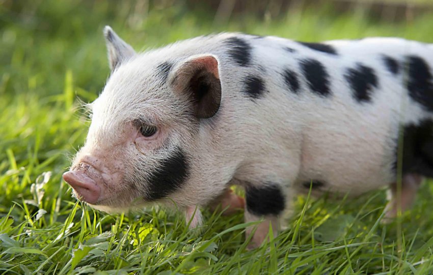 Привид бродить по Європі — привид АЧС