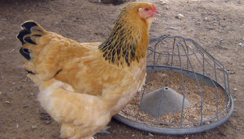 Годівниця Годівниця