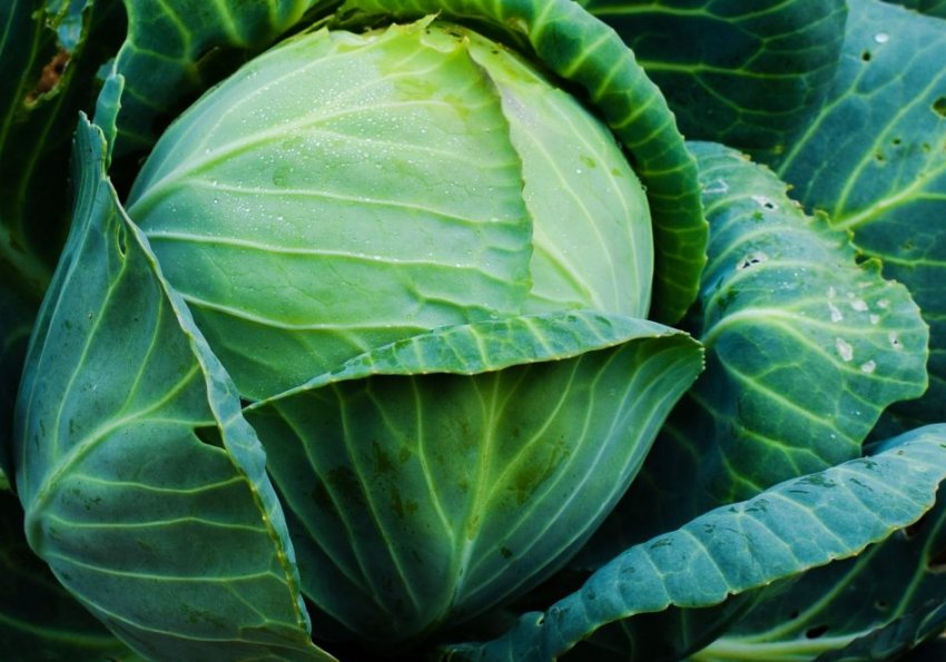 Ціна ранньої імпортної капусти в Україні знизилася на 45% Ціна ранньої імпортної капусти в Україні знизилася на 45%