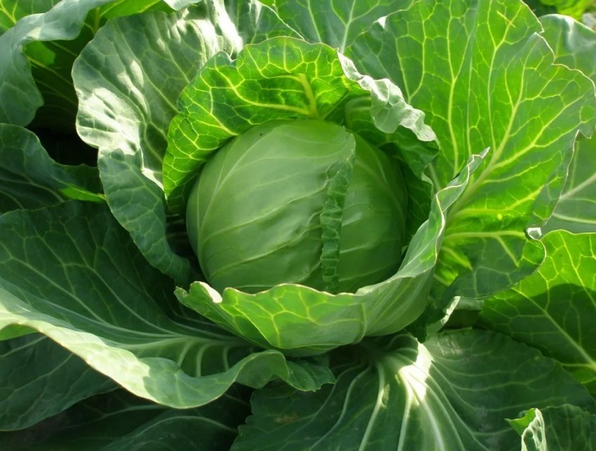 Ціна ранньої імпортної капусти в Україні знизилася на 45% Ціна ранньої імпортної капусти в Україні знизилася на 45%