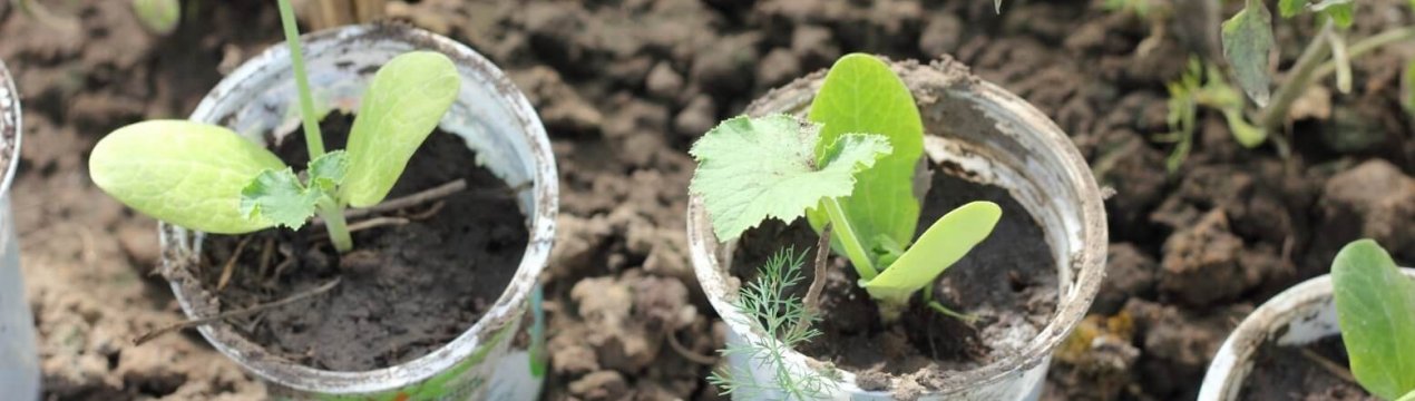 Особливості вирощування та догляду за розсадою кабачків