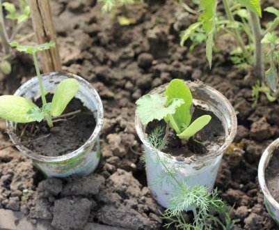 Особливості вирощування та догляду за розсадою кабачків