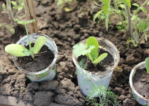 Особливості вирощування та догляду за розсадою кабачків