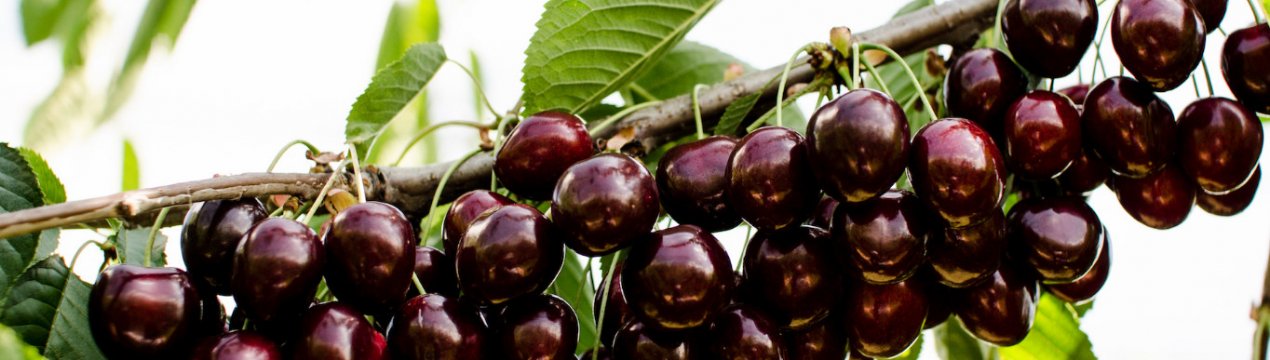 Сорт черешні Кордія: опис, посадка і догляд