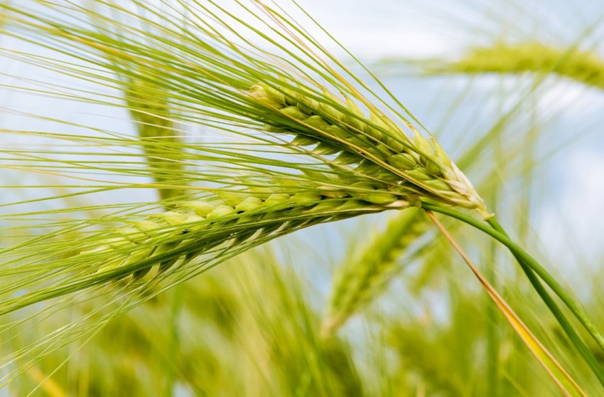 Озимі зернові Півдня України страждають від нестачі вологи в ґрунті