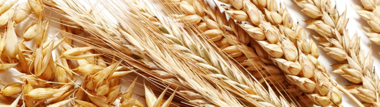 Озимі зернові Півдня України страждають від нестачі вологи в грунті