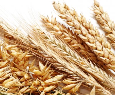 Озимі зернові Півдня України страждають від нестачі вологи в грунті