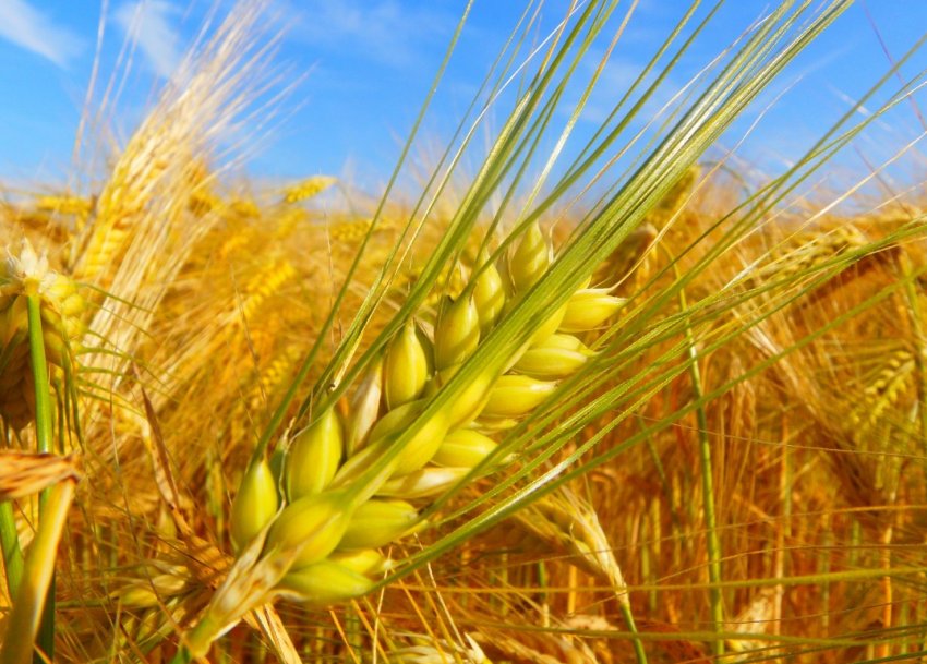 Озимі зернові Півдня України страждають від нестачі вологи в ґрунті