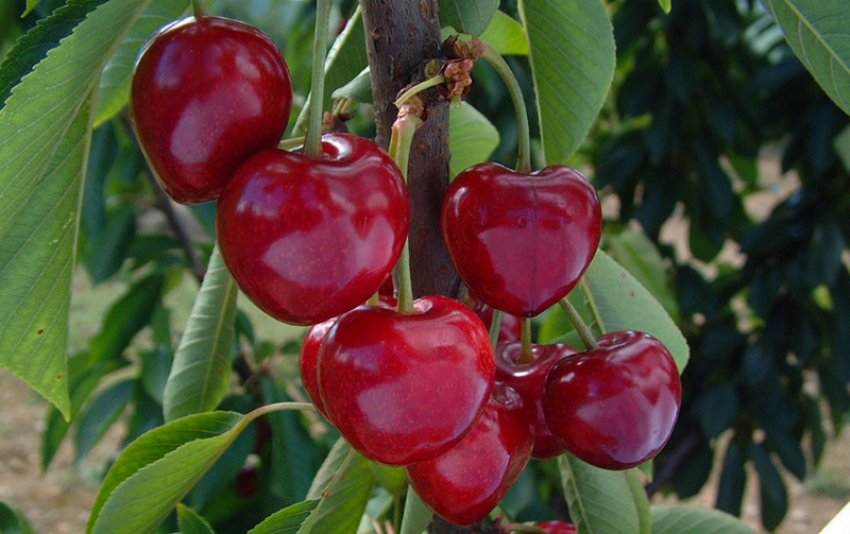 Черешня Саміт Черешня Саміт