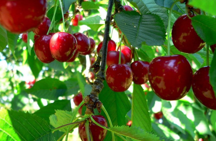 Черешня Регіна Черешня Регіна