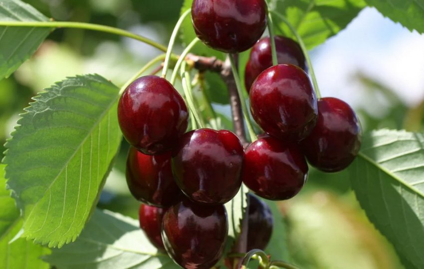 Черешня Шнайдера пізня Черешня Шнайдера пізня