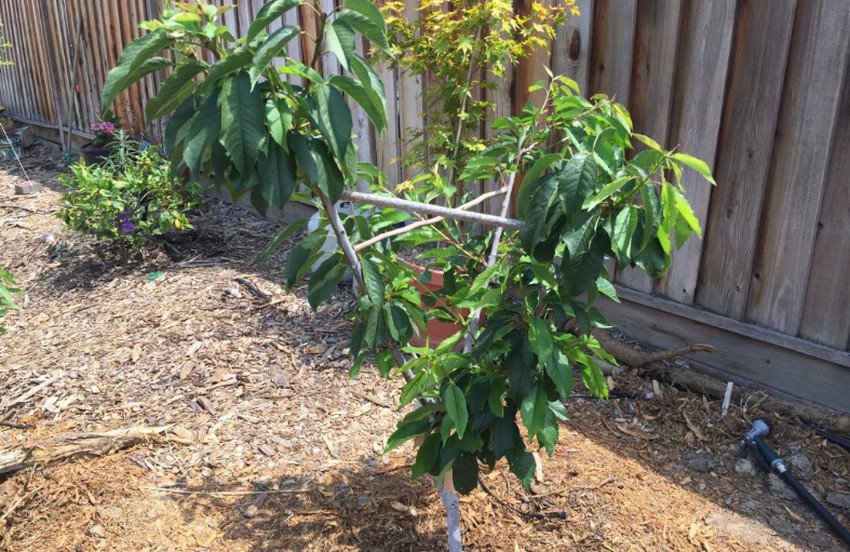 Молода черешня Молода черешня