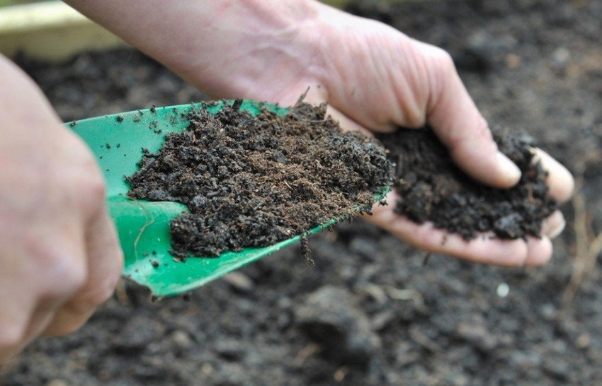 Підживлення черешні Підживлення черешні