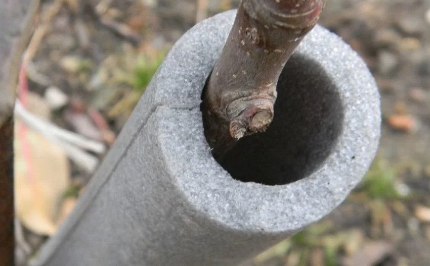 Утеплення черешні Утеплення черешні