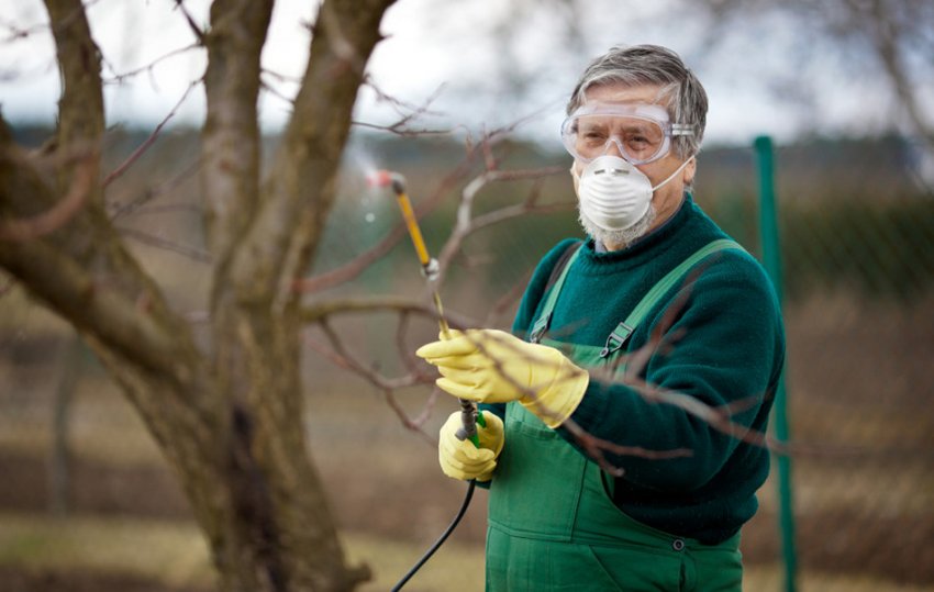 Обприскування черешні Обприскування черешні