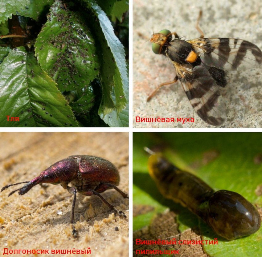 Шкідники Шкідники