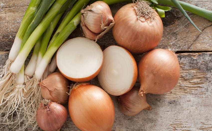 Каховський експериментальний механічний завод випустив обладнання з очищення цибулі Каховський експериментальний механічний завод випустив обладнання з очищення цибулі