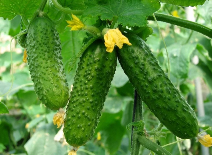 На український ринок надійшли огірки місцевого вирощування з літніх теплиць На український ринок надійшли огірки місцевого вирощування з літніх теплиць