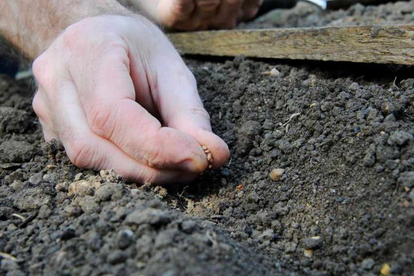 Посів насіння редиски у відкритий грунт