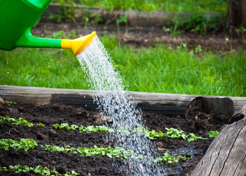 Полив редиски