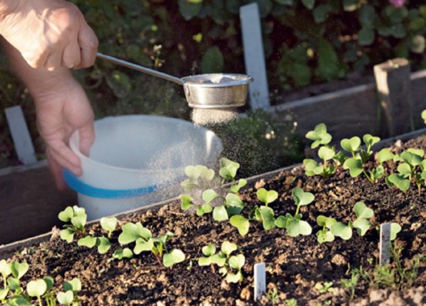 Підживлення редиски золою