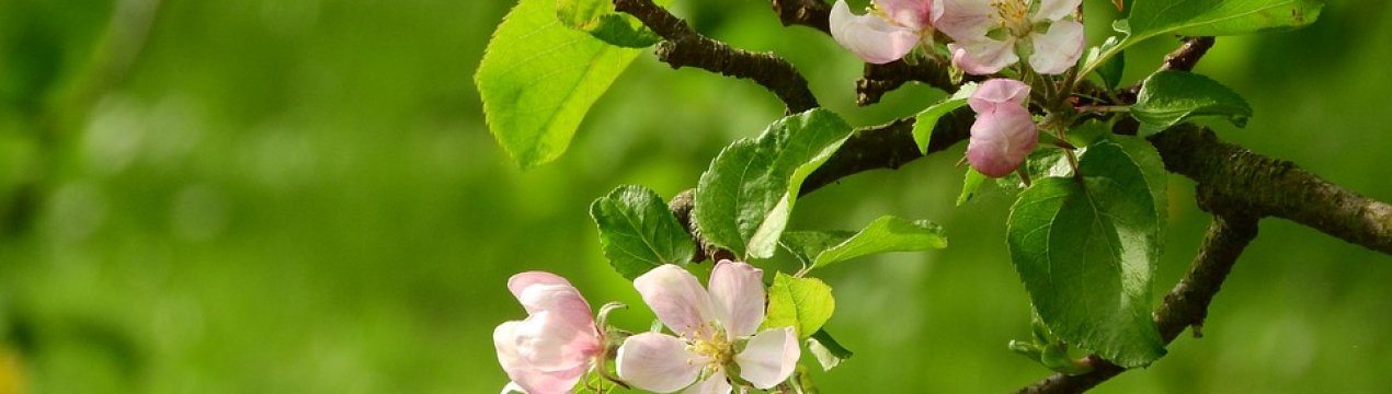 Яблуневі сади України в 2019 р. можуть постраждати від листовійки