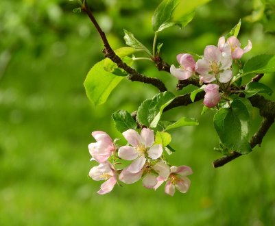 Яблуневі сади України в 2019 р. можуть постраждати від листовійки