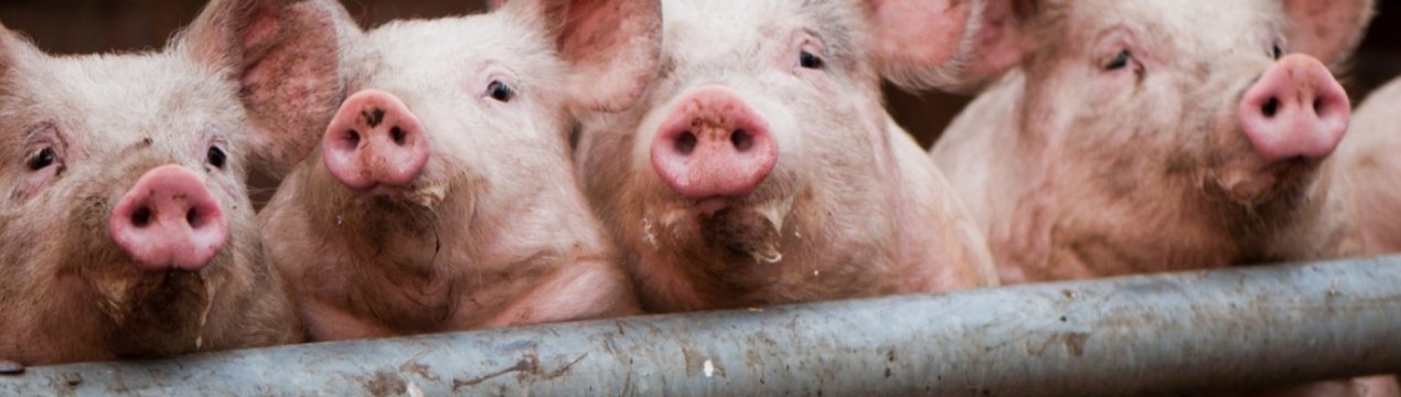 Як дізнатися вагу свині