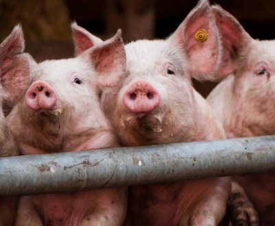 Як дізнатися вагу свині