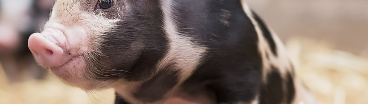 Понад 500 свиней знищили через новий спалах АЧС в Хмельницькій області