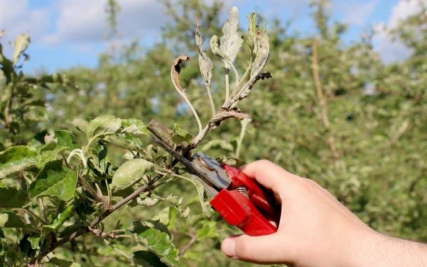Как выращивать саженцы яблони из срезанной ветки?