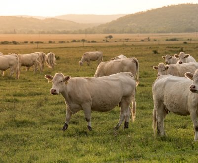 На Прикарпатті відкрилася сімейна молочна ферма 