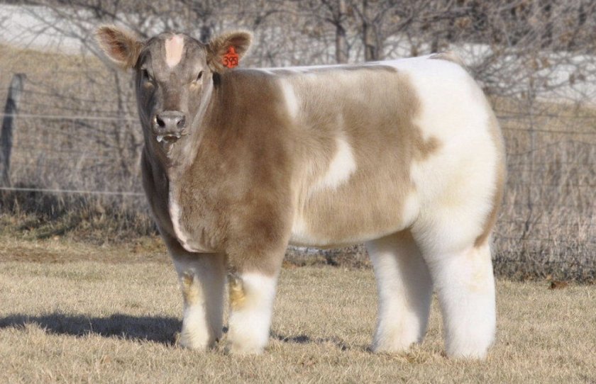 Плюшевая корова из Айовы