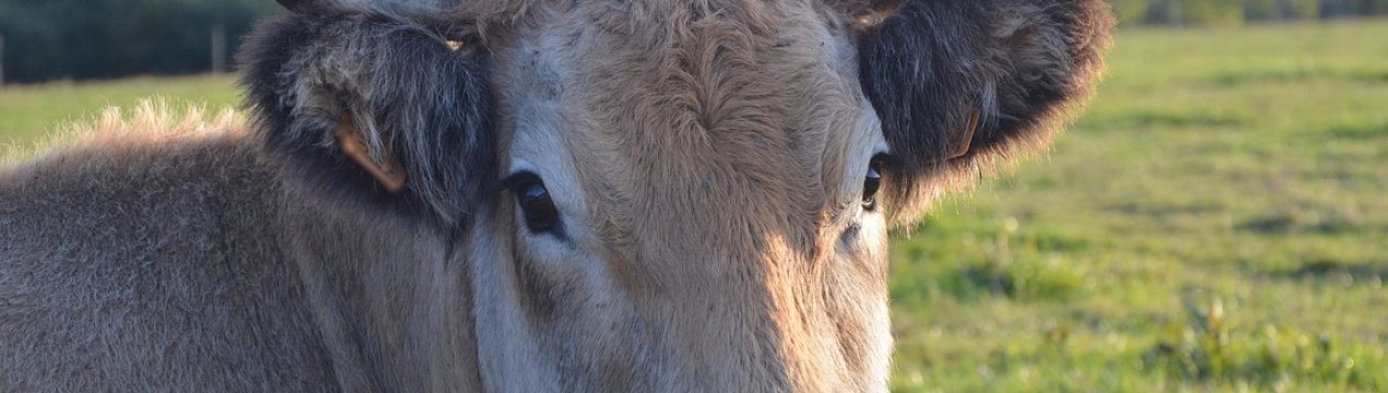 Коров'ячий сказ виявили на Закарпатті
