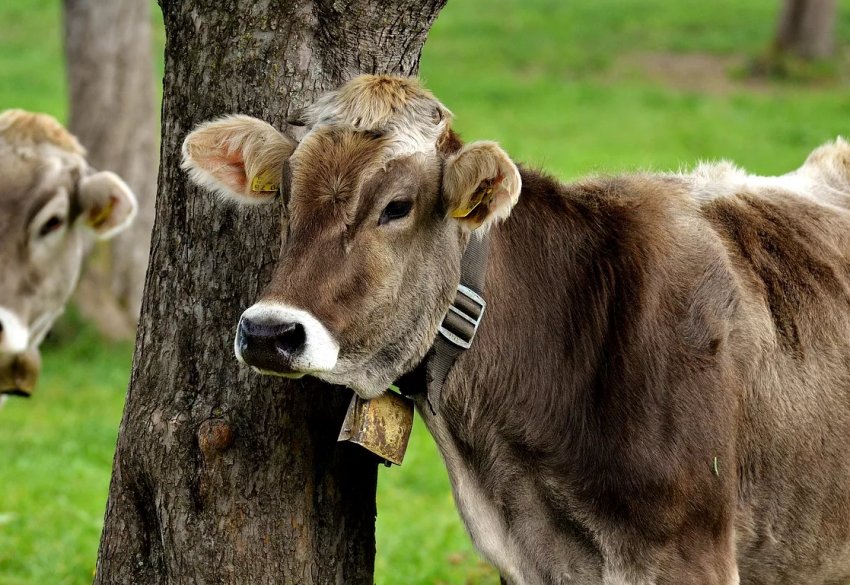 Коров'ячий сказ виявили на Закарпатті Коров'ячий сказ виявили на Закарпатті