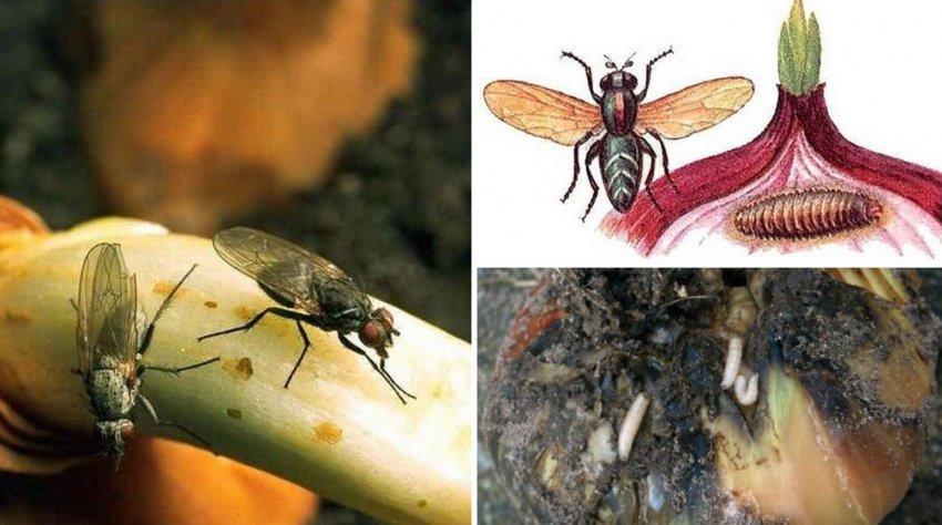 Цибульна муха