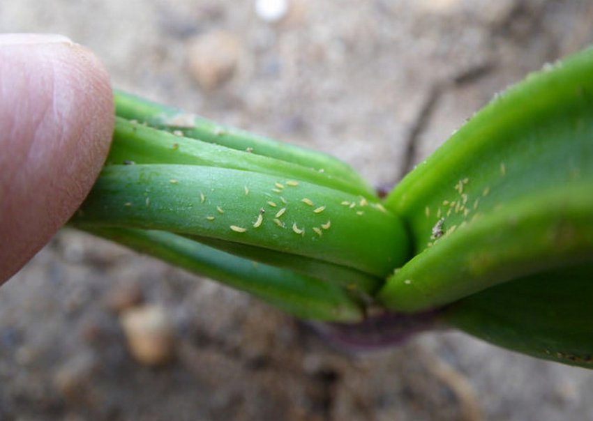 Трипси на луці