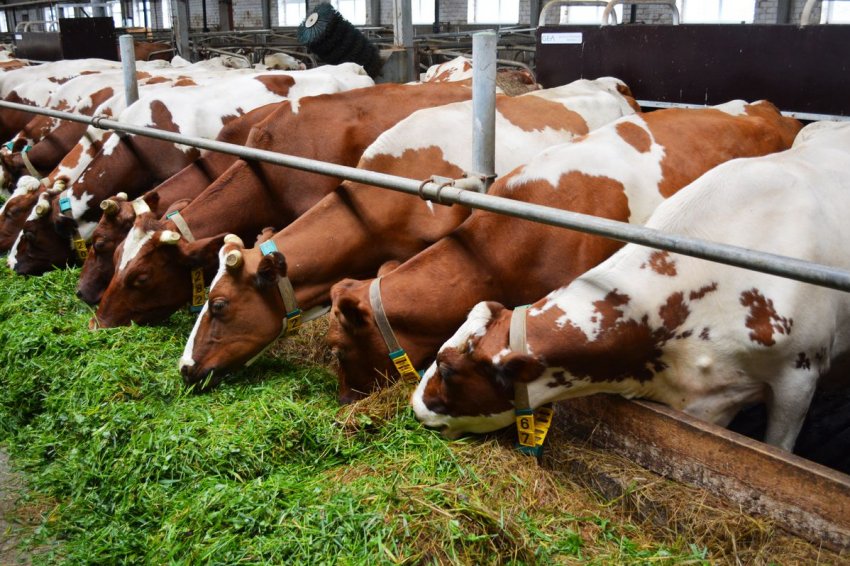 На Прикарпатті відкрилася сімейна молочна ферма