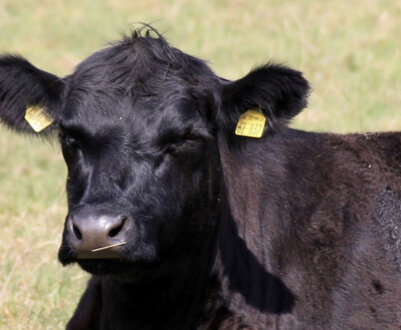 Комола корова: опис і характеристика безрогої породи