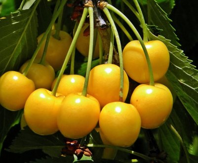 ТОП-12 кращих сортів жовтої черешні та особливості її вирощування