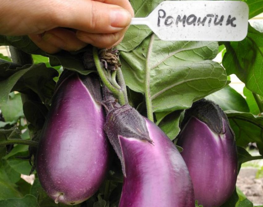 Баклажан сорти Романтик