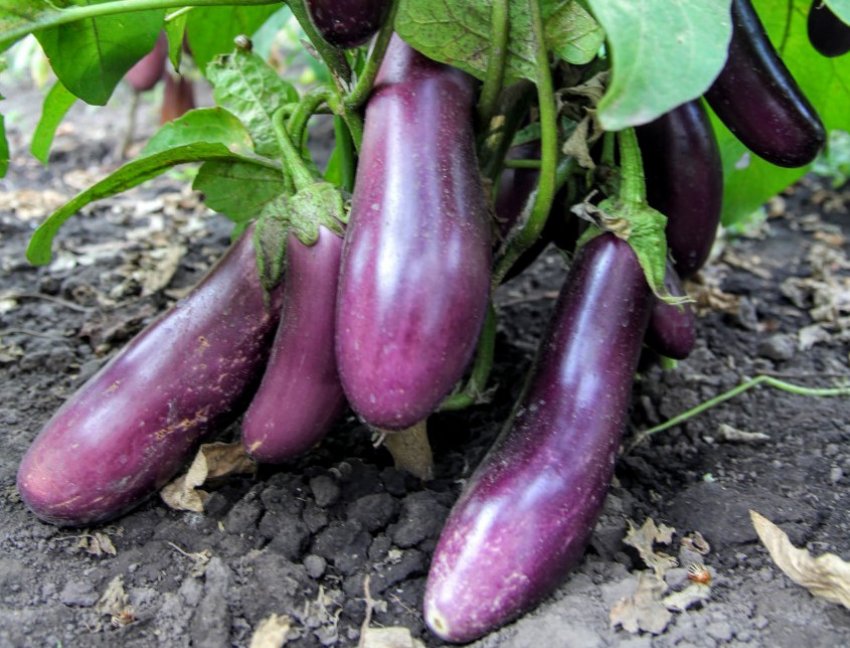 Баклажан Балагур