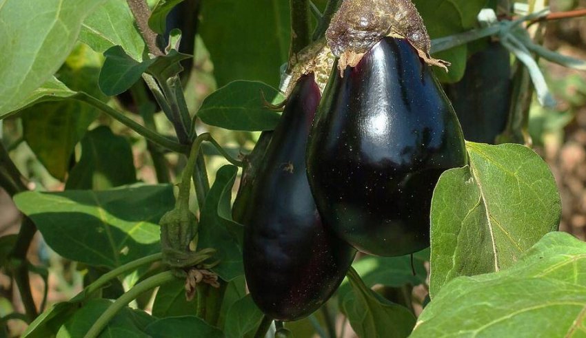 Баклажан Софія