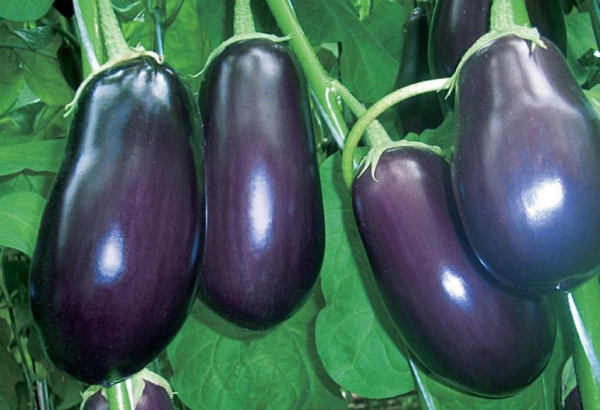 Баклажан сорту Вакула