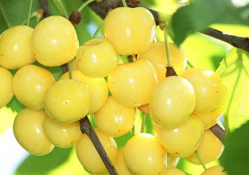 Черешня Присадибна жовта