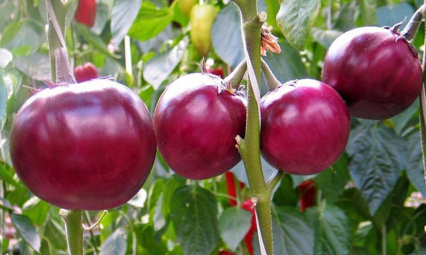 Баклажан Тезка