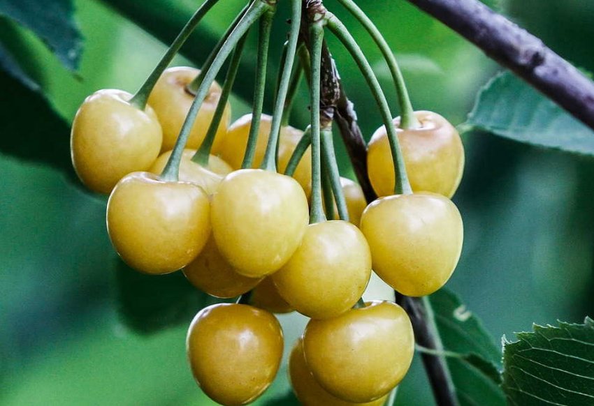 Черешня Дрогана жовта